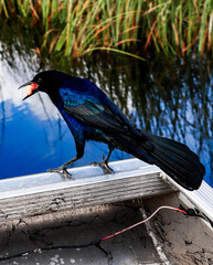 black bird sitting on the edge of a boat