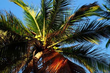 a palm tree at Miami beach