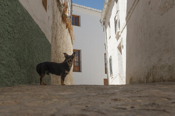 Dog stands in a narrow street in a village in Spain during the day while buildings surround it © otterspeer.com Stock