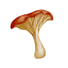 Fototapeta premium Forest porcini mushroom, forest plants. Vector graphics.