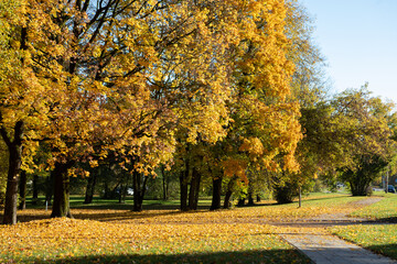 Bright yellow autumn leaves covering a suburban park and road in Vilnius, Lithuania