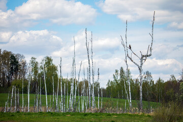 A solitary bird of prey perched on a bare white birch tree branch