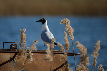 A Black-headed Gull perched on a rusty metal structure near a river