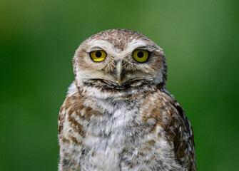 Burrowing Owl perched, La Pampa Province, Patagonia, Argentina.