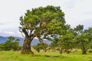 Ancient Trees in the Misty Fanal Forest