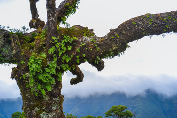 Ancient Trees in the Misty Fanal Forest