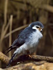 Naklejka premium pygmy falcon