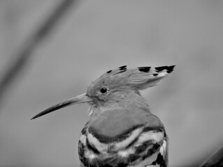 hoopoe black white © Przemyslaw Klimczak