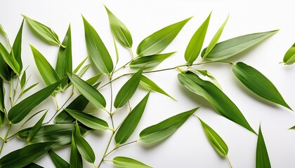green bamboo leaves scattered on white background