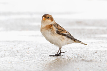 snow bunting