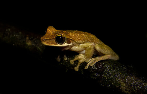 frog sitting on a leaf