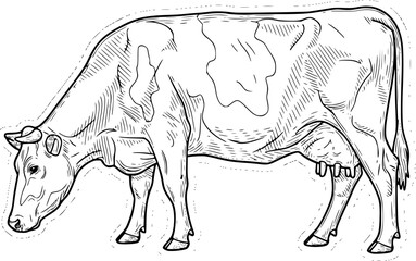 dairy cow engraving black and white outline