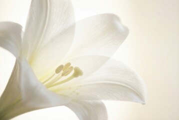 Obraz premium Single White Lily Flower Macro With Soft Backlighting