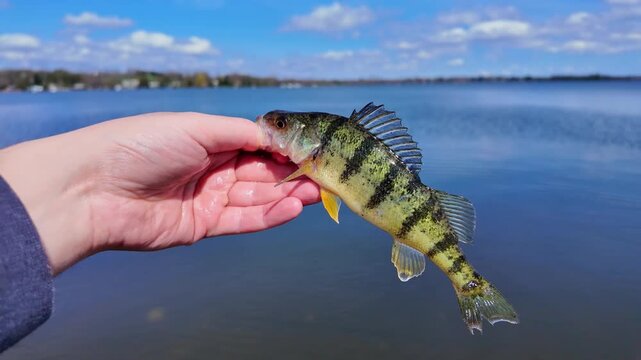 Yellow perch game fish close up view. Fish trophy catch at summer sports for fun. Perch fished from the lake shore. Family leisure water sports fishing.