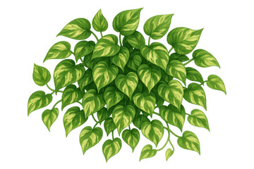 Obraz premium Golden pothos houseplant with variegated heart-shaped leaves, a trailing tropical vine, transparent background