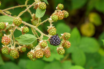 close up of a blackberry bush
