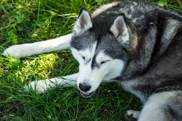 siberian husky puppy © 0990930308