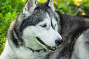 siberian husky dog © 0990930308