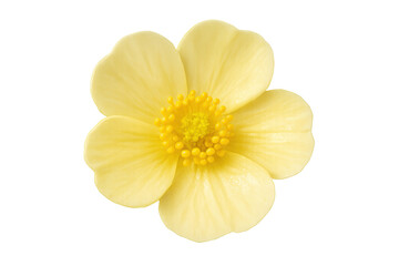 Fototapeta premium Yellow buttercup flower blooming, isolated on transparent background, symbolizing spring and beauty