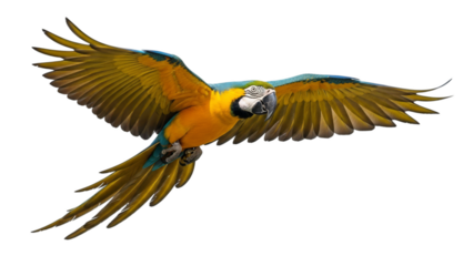Vibrant Blueandyellow Macaw In Dynamic Flight On Black