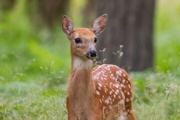 Fototapeta premium White-tailed deer fawn in a forest in Finland.