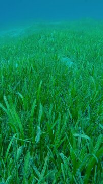 Vertical footage, Top view of seagrass bed covered with green Sickle-leaved Cymodocea seagrass, Thalassodendron ciliatum in sunlight, Slow motion, Camera moves forward 