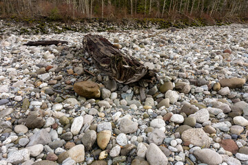 Driftwood On Pebble Beach With Weathered Log Remains Among Smooth Beach Stones And Gravel Shingle