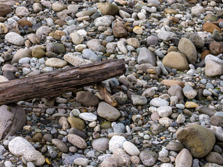 Driftwood Log Lies Among Smooth Pebbles on a Rocky Beach in BC, Canada