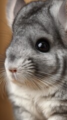 Obraz premium cute baby chinchilla close-up, big round eyes, shallow depth of field