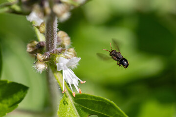 Abelha Ira&iacute; (Nannotrigona testaceicornis) &eacute; uma abelha social, da subfam&iacute;lia dos melipon&iacute;neos.