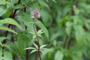 Wasserdost (Eupatorium cannabinum), junge Bl&uuml;te