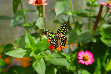 Fototapeta premium A beautiful butterfly sips sweet nectar from the vibrant garden flowers