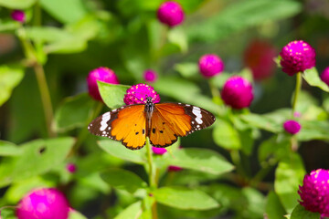 Fototapeta premium A beautiful butterfly sips sweet nectar from the vibrant garden flowers