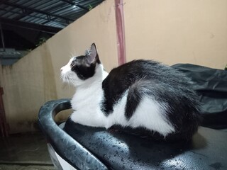 A black and white cat resting on a motorcycle seat outdoors, looking alert and calm in soft natural light with a simple background.