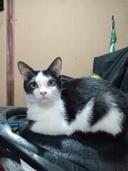 A black and white cat resting on a motorcycle seat outdoors, looking alert and calm in soft natural light with a simple background.