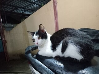 A black and white cat resting on a motorcycle seat outdoors, looking alert and calm in soft natural light with a simple background.