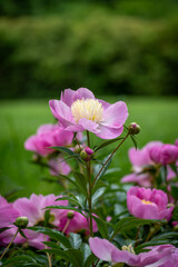 Fototapeta premium Pink wild rose flowers blooming in garden with green background, vertical floral portrait