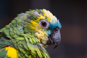Blue-fronted amazon parrot portrait with green, yellow and blue feathers, wildlife close-up