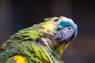 Blue-fronted amazon parrot looking upward, colorful tropical bird portrait close-up