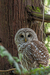 Fototapeta premium Barred Owl looking right at the camera
