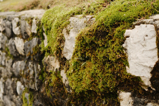 Close up of moss covered stone wall from Travnik Fortress in Bosnia and Herzegovina showing texture, age and natural growth.