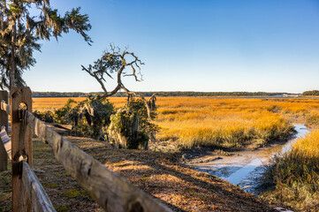 Naklejka premium Wetlands view with tall grass and twisted trees under blue sky in the early morning