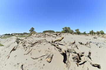 Populus euphratica trees in the desert