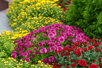 Close-up photo of a colorful chrysanthemum flower field in full bloom in autumn