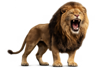 Lion roaring loudly, displaying powerful teeth and mane, symbolizing strength, aggression, and wild nature