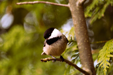 cheeky chickadee perched on branch in ontario  © Olivia