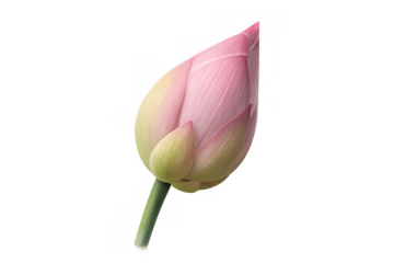 Pink lotus bud growing, representing purity, spirituality, and zen, with a transparent background for design flexibility