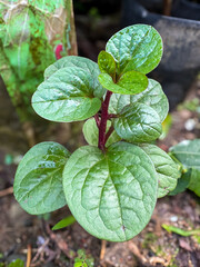 Young binahong plant or basella rubra with fresh green leaves and red stem growing naturally. herbal medicinal plant rich in nutrients, antioxidants, and traditional health benefits
