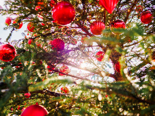 夕日を浴びるクリスマスツリーとオーナメント