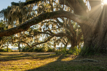 Fototapeta premium Sunlight filters through oak trees in a serene landscape with hanging moss at dusk on a warm day